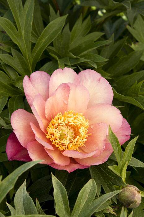 Peony, Itoh Julia Rose