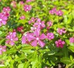 Vinca, Soiree Kawaii Lavender