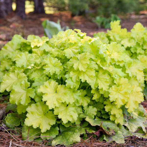 Coralbells, Lemon Love