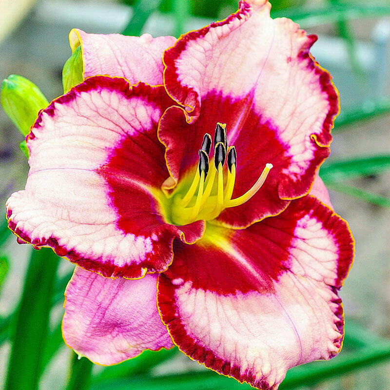 Daylily, Lies and Lipstick