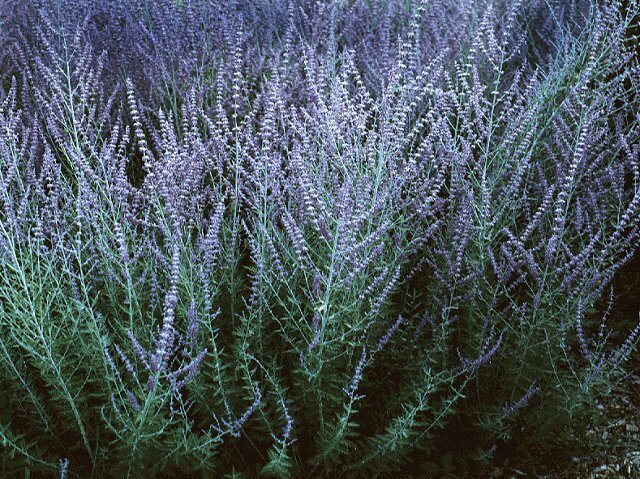 Russian Sage