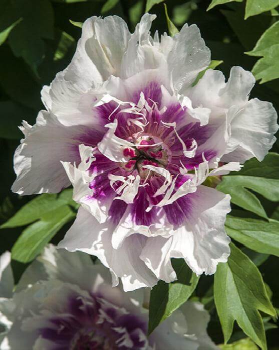 Peony, Itoh Raggedy Ann