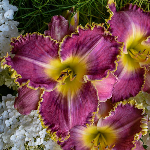 Daylily, Raspberry Eclipse