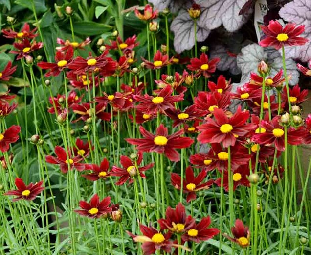 Coreopsis, Red Elf