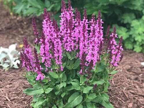 Salvia, Rose Marvel