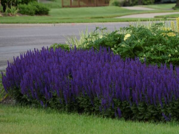 Salvia, Violet Riot