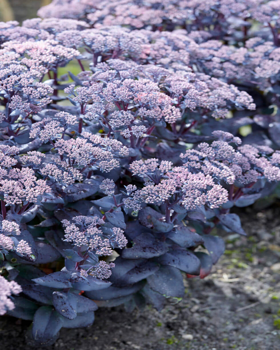 Sedum, Mojave Jewels Sapphire