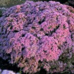 Sedum, Pride and Joy