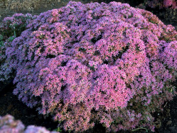 Sedum, Pride and Joy