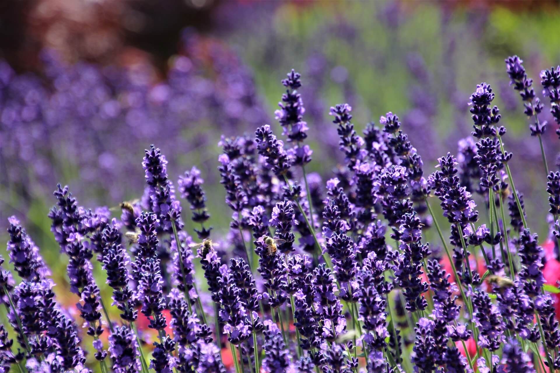 Lavender, Sensational