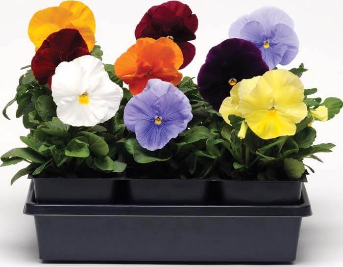 Pansy, Spring Matrix Clear Mix