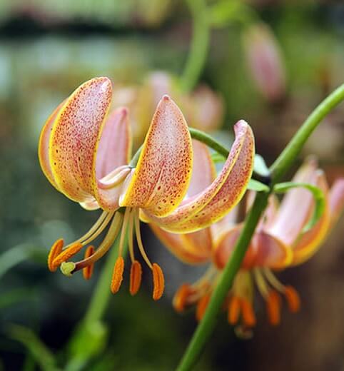 Lily, Martagon Sunny Morning