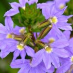 Scaevola, Surdiva Blue Violet