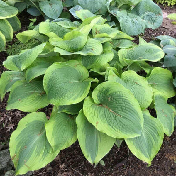 Hosta, Twin Cities
