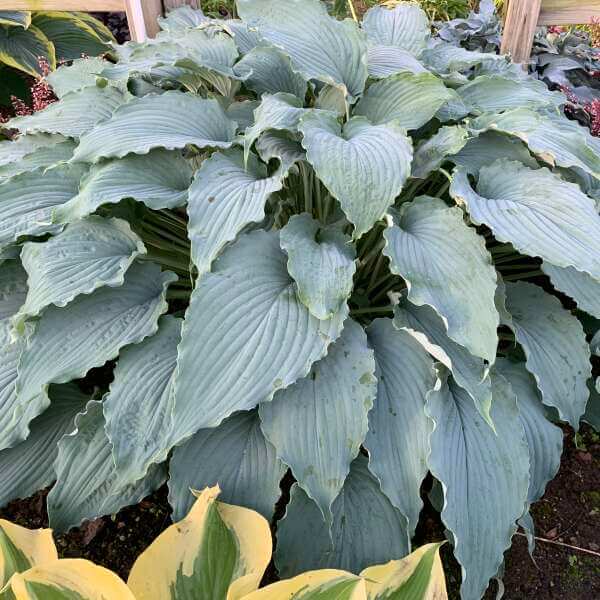 Hosta, Wind Beneath My Wings