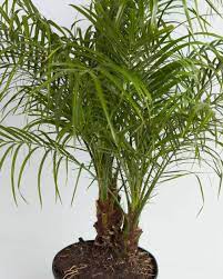 Palm, Pygmy Date