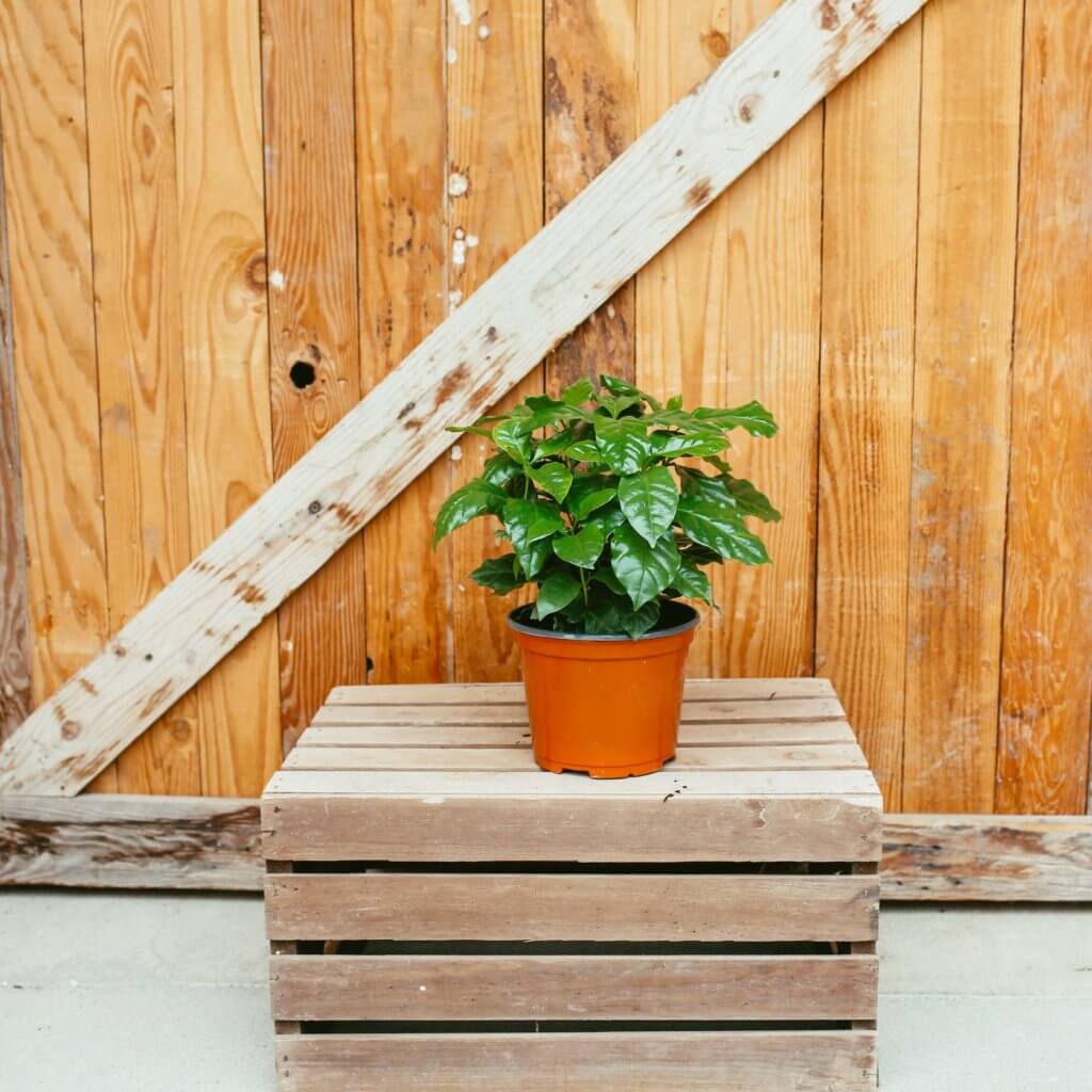 Coffee Plant