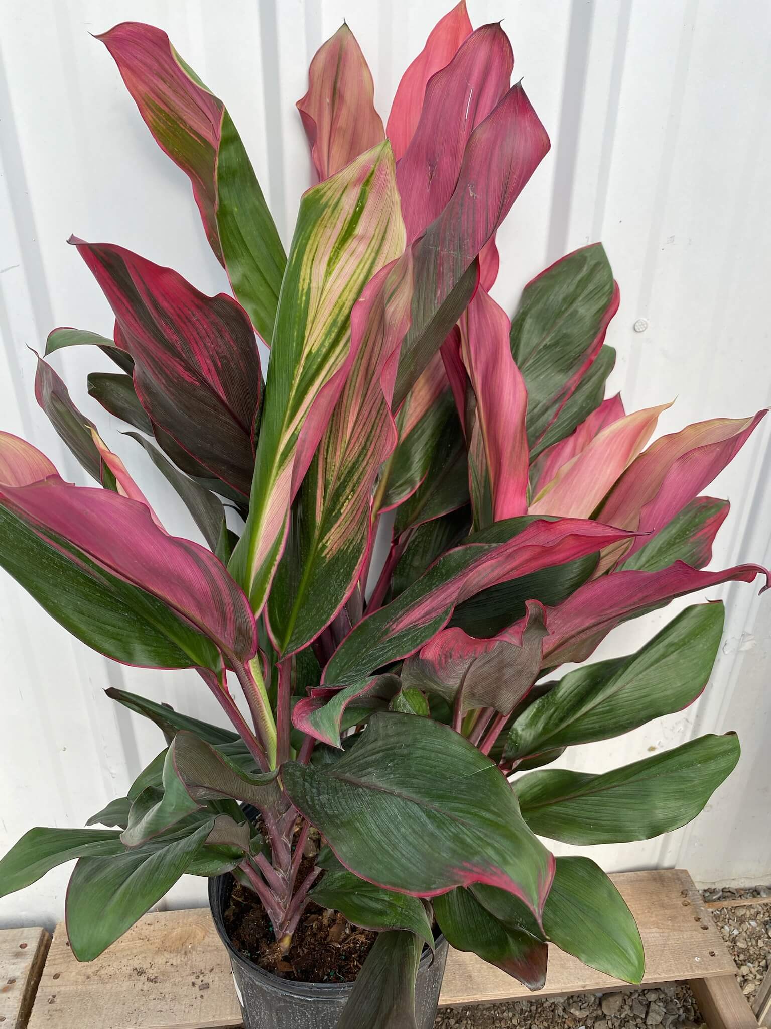 Cordyline, Campbell's Nursery