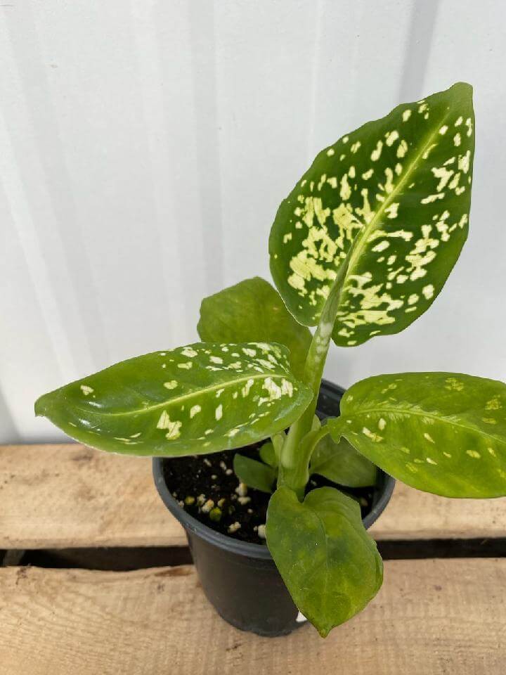 Dieffenbachia, Reflector