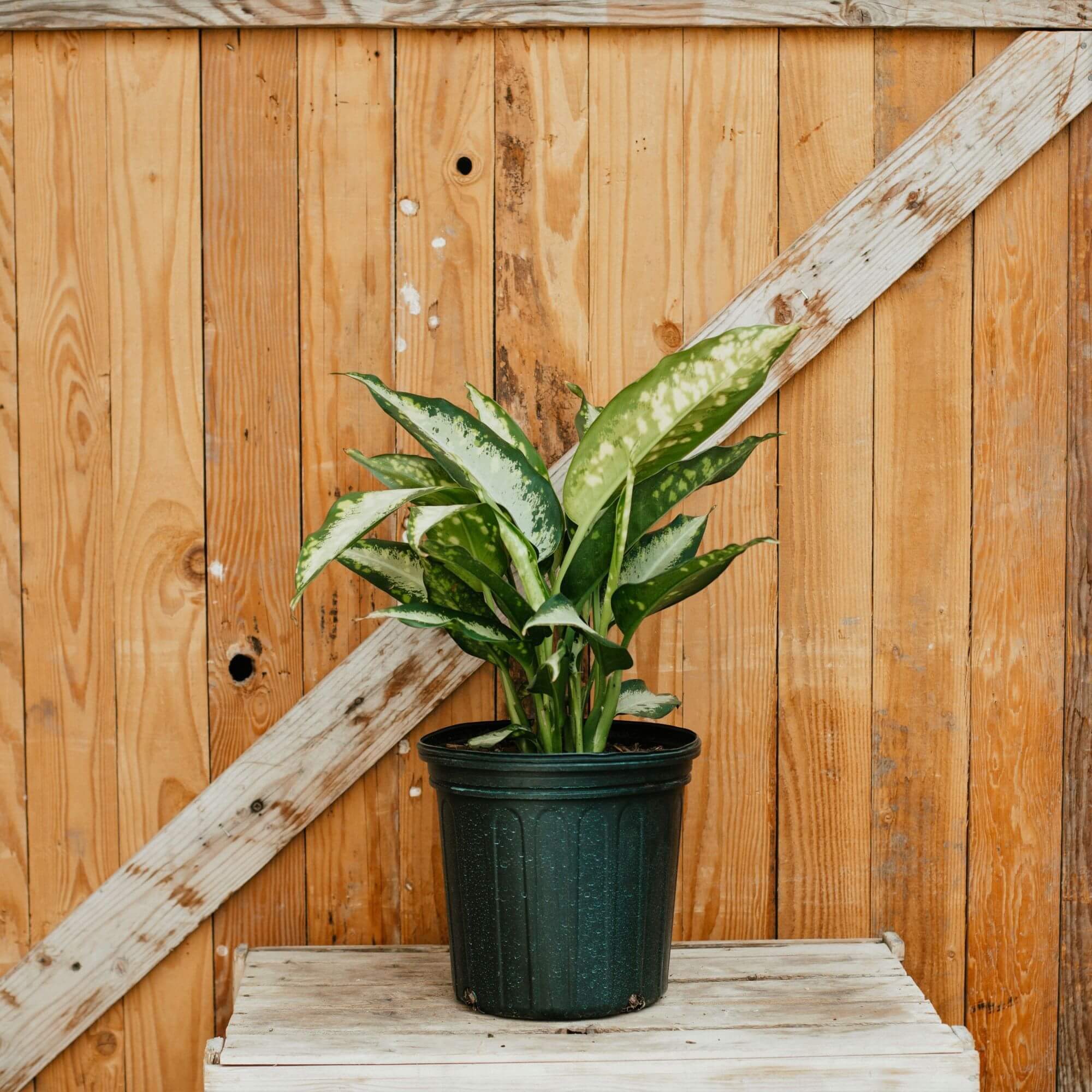 Dieffenbachia, Panther