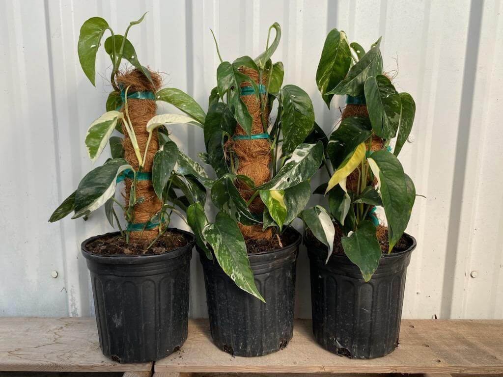 Buy online Pothos Epipremnum pinnatum albo variegata in 4 pot