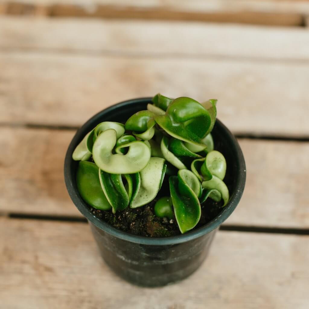 Hoya, Hindu Rope - Campbell’s Nursery