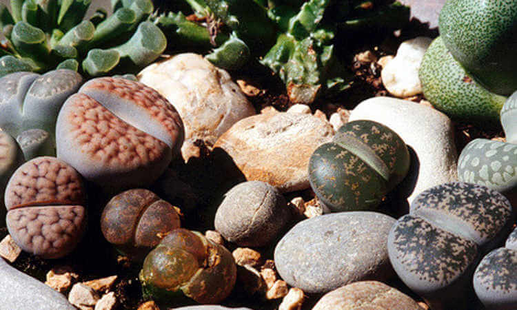 Lithops “Living Stones”