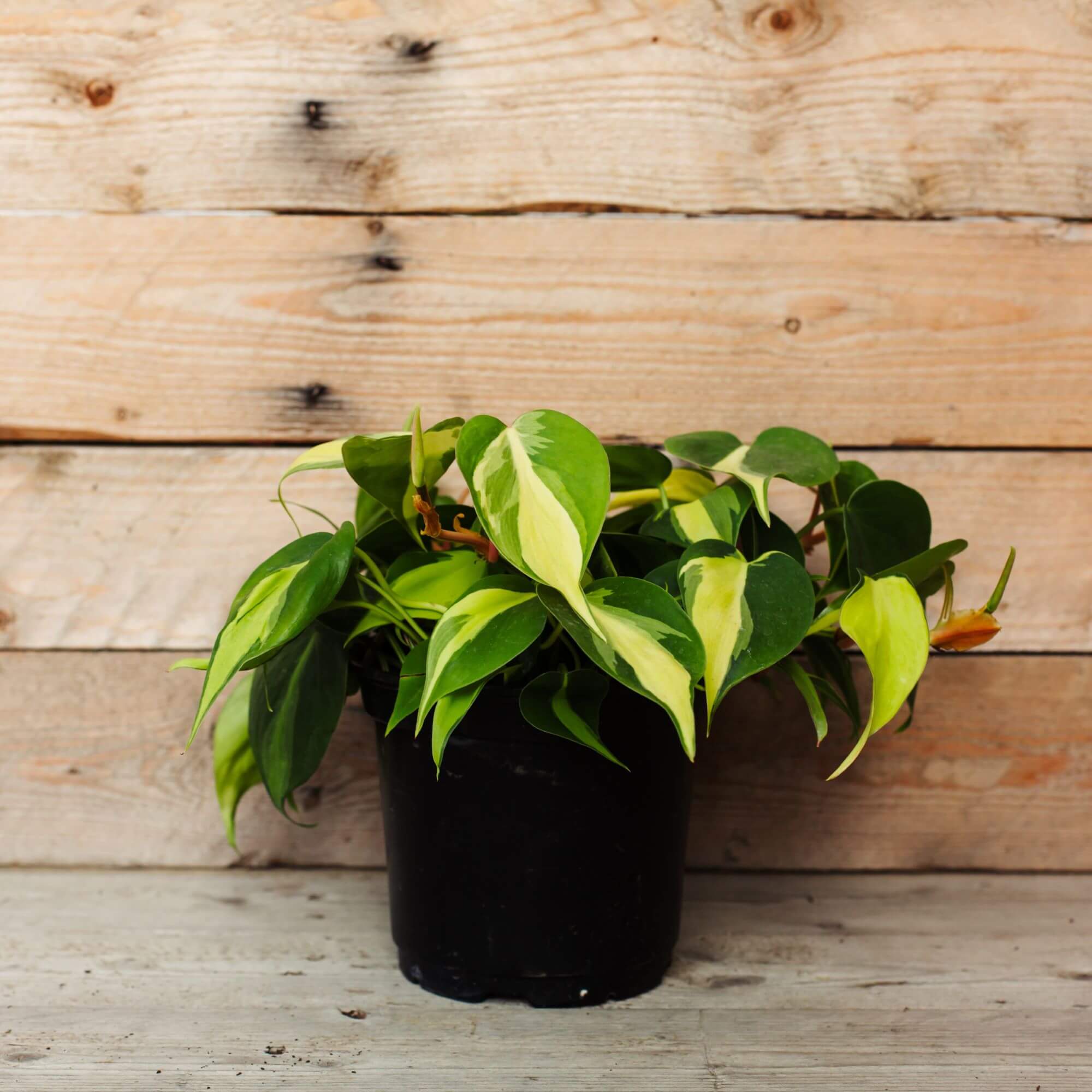 Philodendron, Brasil