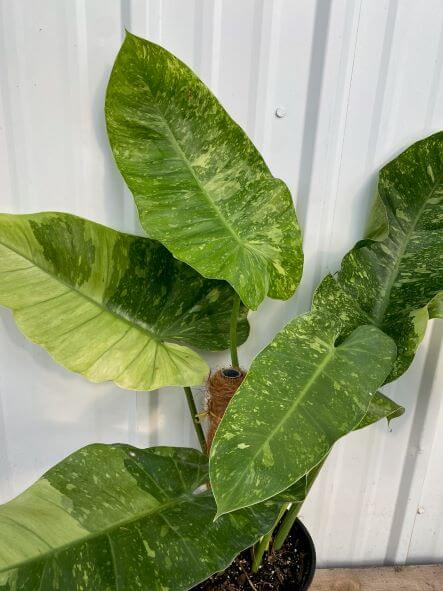 Philodendron, Jose Buono