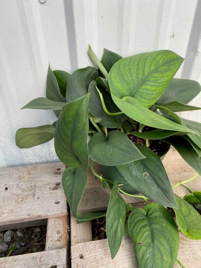 Pothos, Green Satin