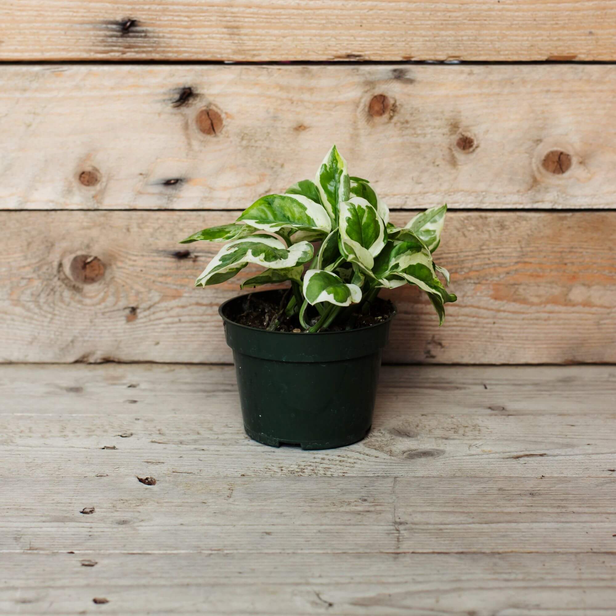 Pothos, Pearls and Jade