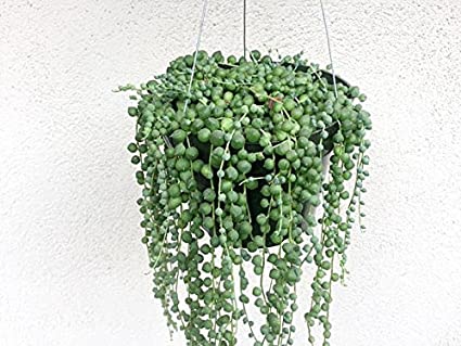 Senecio, String of Pearls