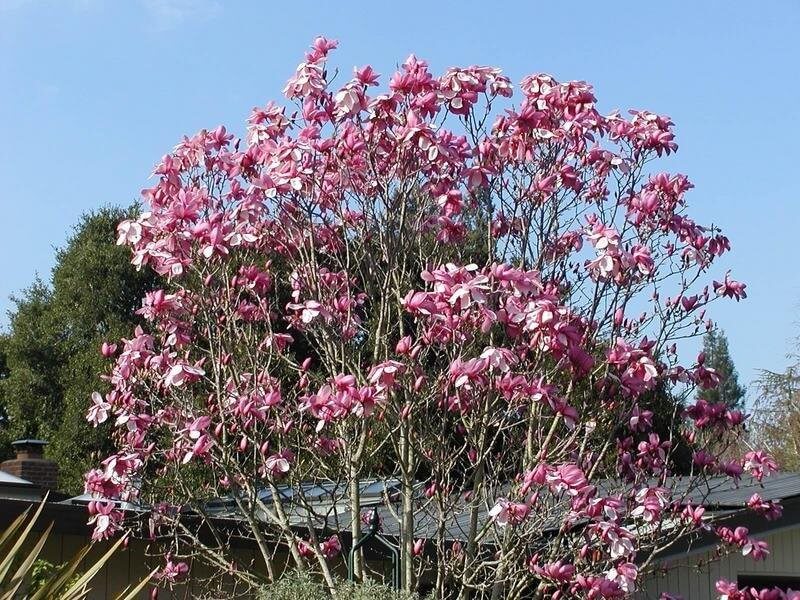 Magnolia, Hybrid Galaxy