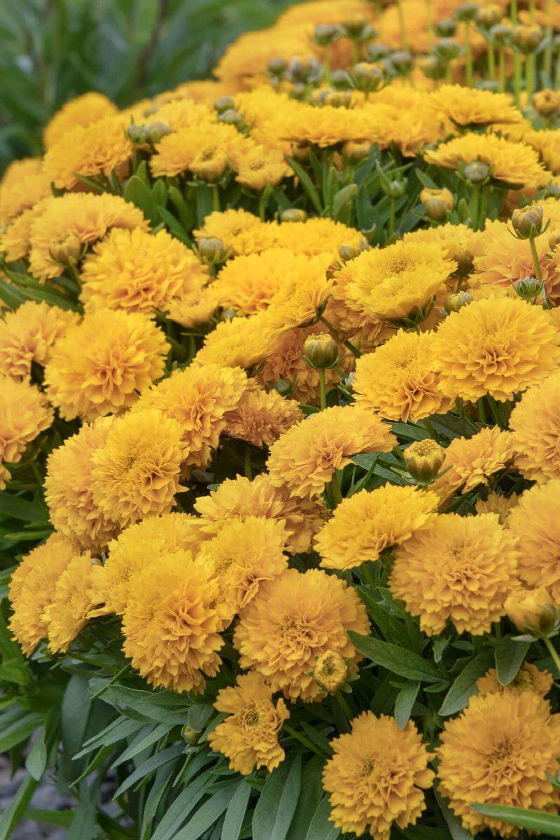 Coreopsis, Solanna Golden Sphere