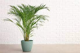 Palm, Areca
