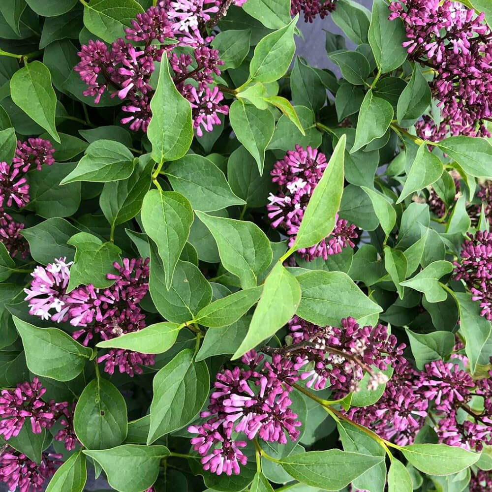 Lilac, Baby Kim