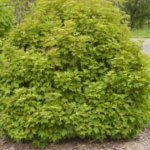 Viburnum, Bailey Compact