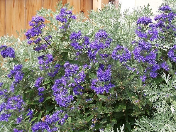 Blue Mist Shrub