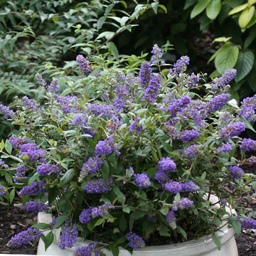 Butterflybush, Lo & Behold Blue Chip