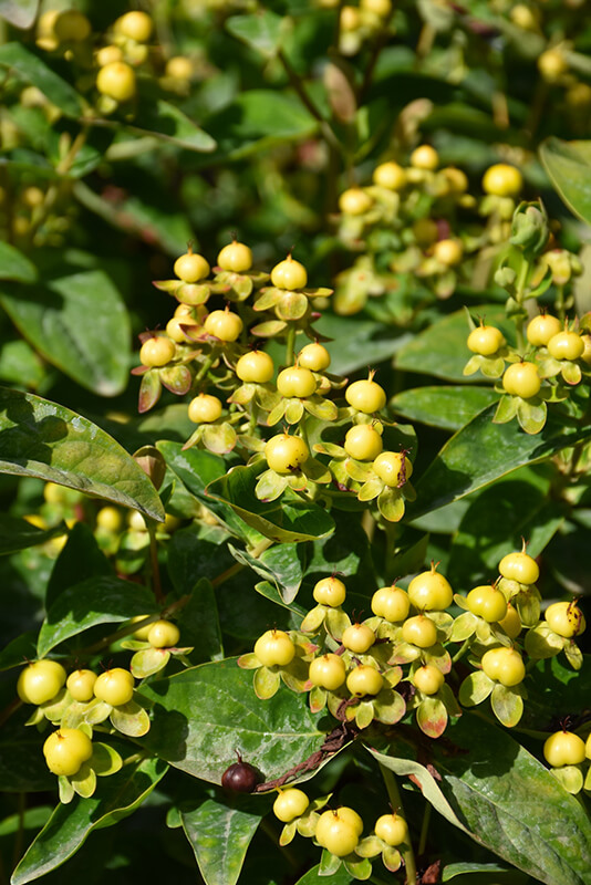 St Johnswort, FloralBerry Chardonnay
