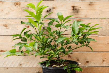 Citrus, Cocktail Bush