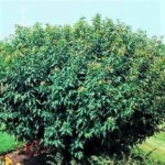 Maple, Bailey Compact Amur