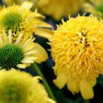 Coneflower, Sunny Days Lemon