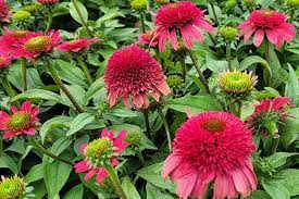 Coneflower, Sunny Days Ruby