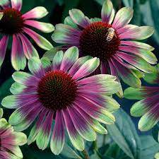 Coneflower, Sweet Sandia