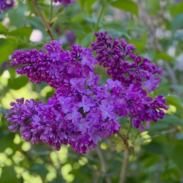 Lilac, Congo Purple