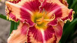 Daylily, Rainbow Rhythm Lake of Fire