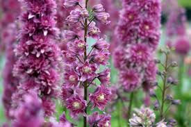 Delphinium, Highlander Flamenco