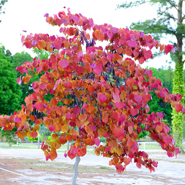 Redbud, Flame Thrower