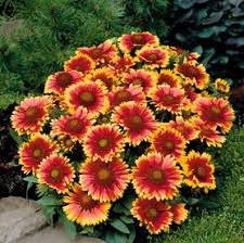 Gaillardia, Spin Top Copper Sun